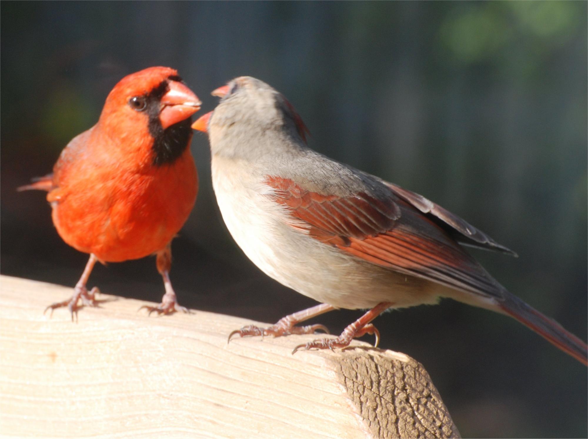 Cardinal Rattle Cardinal Care – Spin Cycle